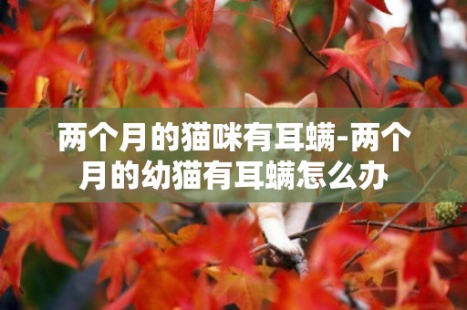 兩個月的貓咪有耳螨-兩個月的幼貓有耳螨怎么辦