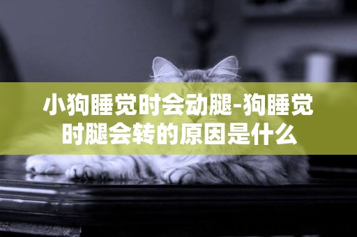 小狗睡覺時會動腿-狗睡覺時腿會轉的原因是什么