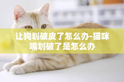 讓狗劃破皮了怎么辦-貓咪嘴劃破了是怎么辦