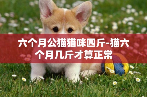六個月公貓貓咪四斤-貓六個月幾斤才算正常