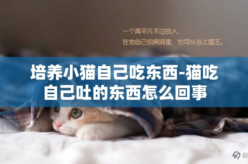 培養小貓自己吃東西-貓吃自己吐的東西怎么回事