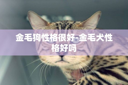 金毛狗性格很好-金毛犬性格好嗎
