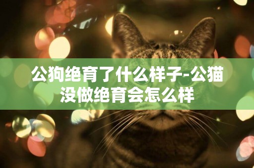 公狗絕育了什么樣子-公貓沒做絕育會怎么樣