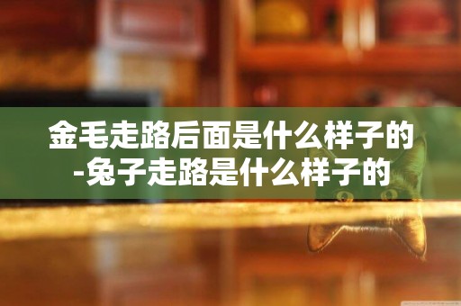 金毛走路后面是什么樣子的-兔子走路是什么樣子的