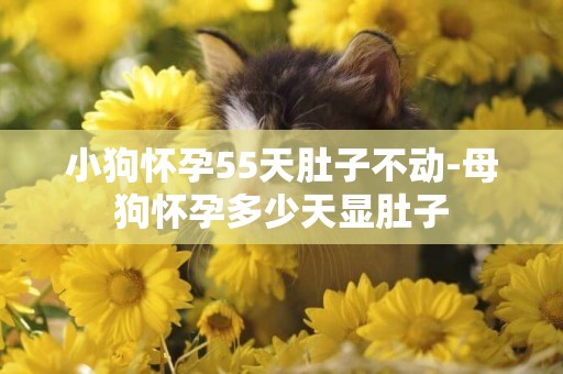小狗懷孕55天肚子不動-母狗懷孕多少天顯肚子