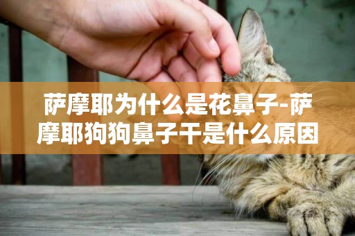 薩摩耶為什么是花鼻子-薩摩耶狗狗鼻子干是什么原因導致