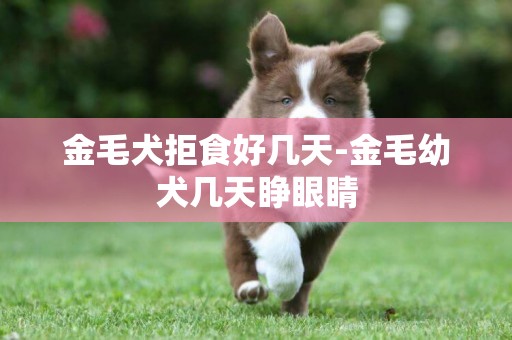 金毛犬拒食好幾天-金毛幼犬幾天睜眼睛