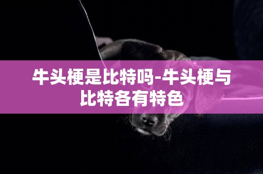 牛頭梗是比特嗎-牛頭梗與比特各有特色
