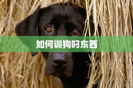 如何訓狗叼東西