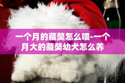 一個月的藏獒怎么喂-一個月大的藏獒幼犬怎么養