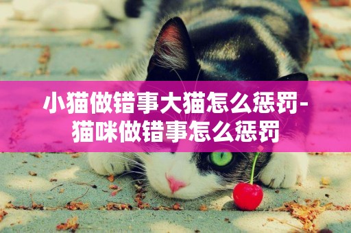 小貓做錯事大貓怎么懲罰-貓咪做錯事怎么懲罰