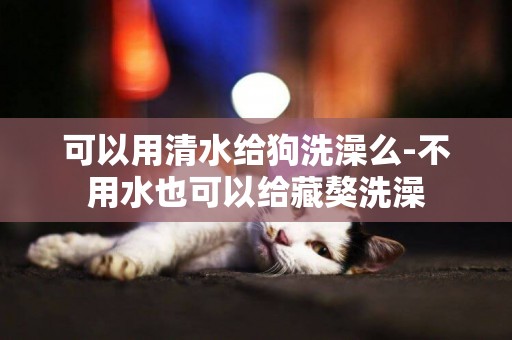 可以用清水給狗洗澡么-不用水也可以給藏獒洗澡