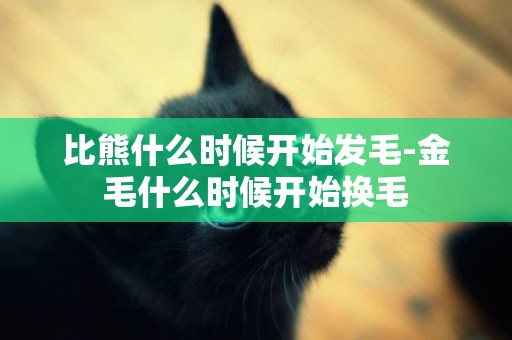 比熊什么時候開始發毛-金毛什么時候開始換毛