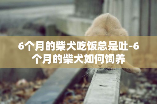 6個月的柴犬吃飯總是吐-6個月的柴犬如何飼養