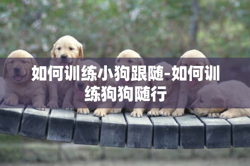 如何訓練小狗跟隨-如何訓練狗狗隨行