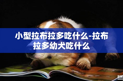 小型拉布拉多吃什么-拉布拉多幼犬吃什么