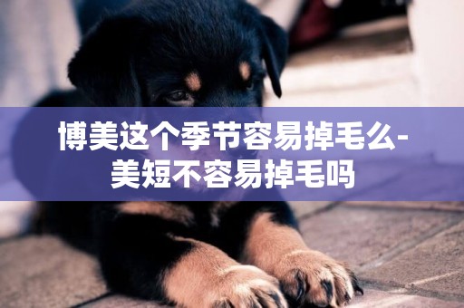 博美這個季節容易掉毛么-美短不容易掉毛嗎