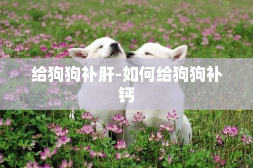 給狗狗補肝-如何給狗狗補鈣