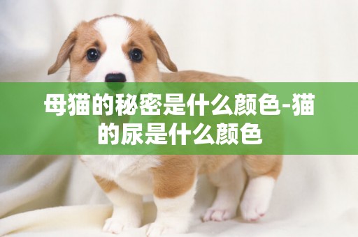 母貓的秘密是什么顏色-貓的尿是什么顏色