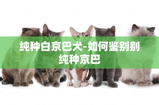 純種白京巴犬-如何鑒別別純種京巴