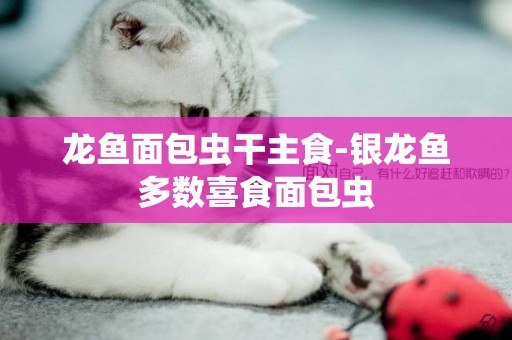 龍魚面包蟲干主食-銀龍魚多數喜食面包蟲