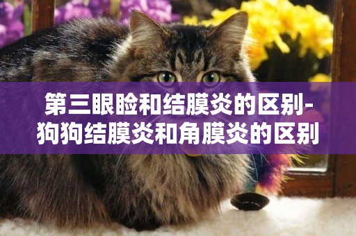 第三眼瞼和結膜炎的區別-狗狗結膜炎和角膜炎的區別