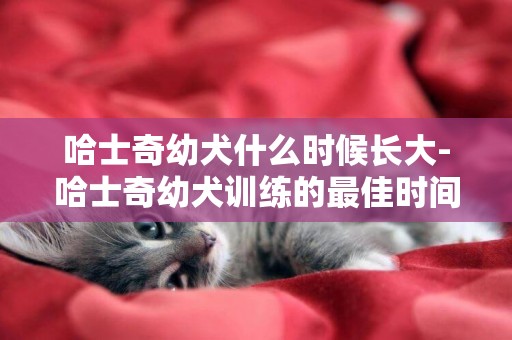 哈士奇幼犬什么時候長大-哈士奇幼犬訓練的最佳時間是什么時候