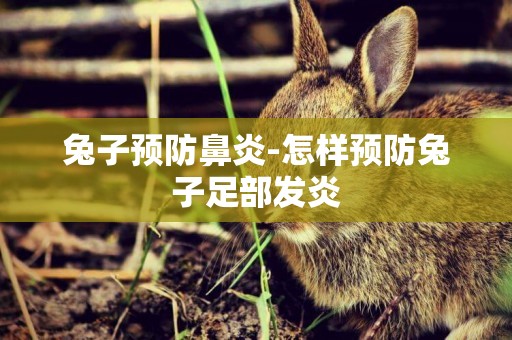 兔子預防鼻炎-怎樣預防兔子足部發炎