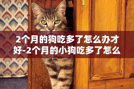 2個月的狗吃多了怎么辦才好-2個月的小狗吃多了怎么辦