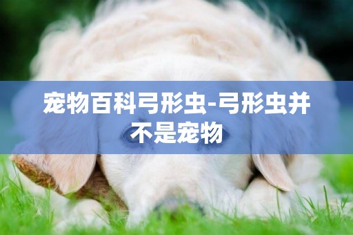 寵物百科弓形蟲-弓形蟲并不是寵物