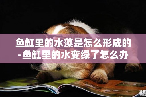 魚缸里的水藻是怎么形成的-魚缸里的水變綠了怎么辦