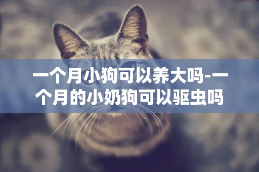 一個月小狗可以養大嗎-一個月的小奶狗可以驅蟲嗎