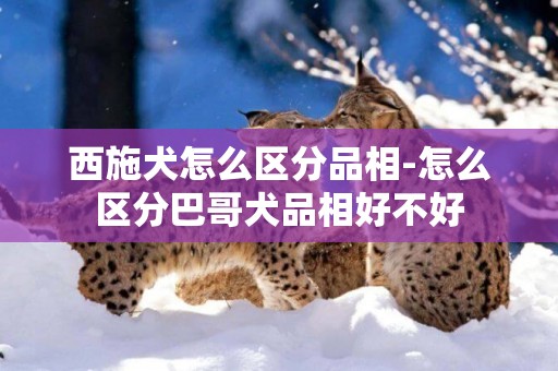 西施犬怎么區分品相-怎么區分巴哥犬品相好不好