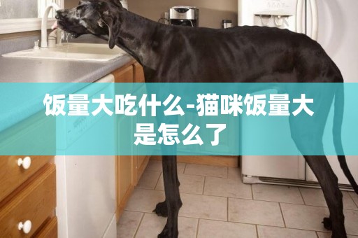 飯量大吃什么-貓咪飯量大是怎么了