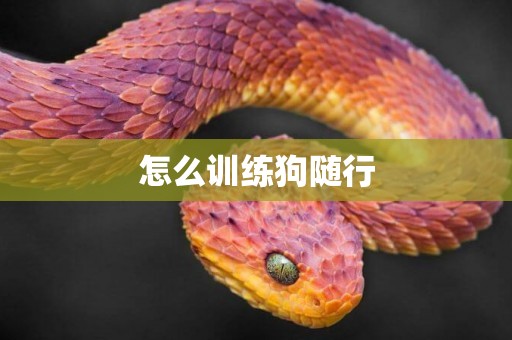 怎么訓練狗隨行