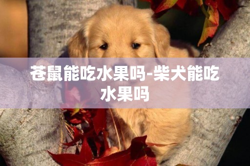 蒼鼠能吃水果嗎-柴犬能吃水果嗎