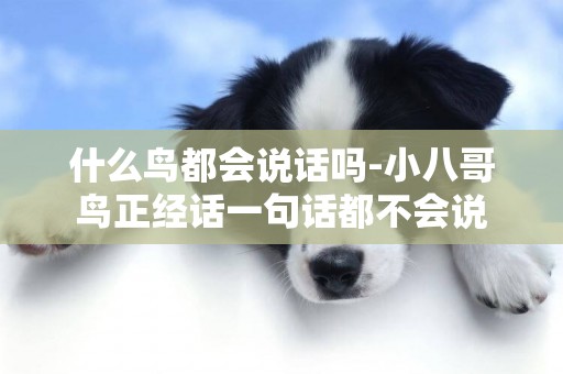 什么鳥都會說話嗎-小八哥鳥正經話一句話都不會說