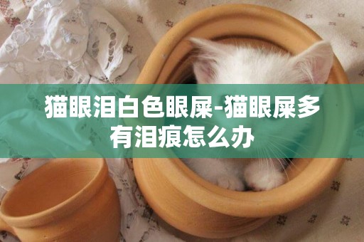 貓眼淚白色眼屎-貓眼屎多有淚痕怎么辦
