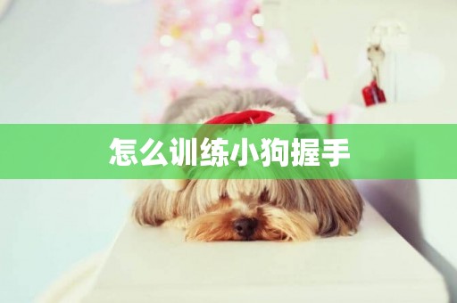怎么訓練小狗握手