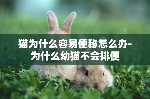 貓為什么容易便秘怎么辦-為什么幼貓不會排便