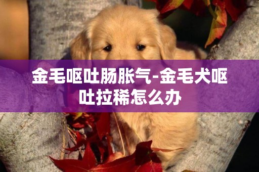 金毛嘔吐腸脹氣-金毛犬嘔吐拉稀怎么辦