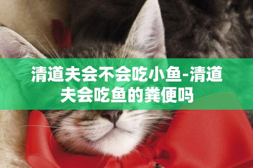 清道夫會不會吃小魚-清道夫會吃魚的糞便嗎