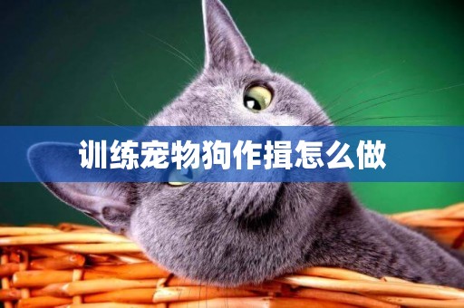 訓練寵物狗作揖怎么做