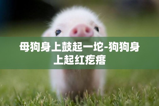 母狗身上鼓起一坨-狗狗身上起紅疙瘩