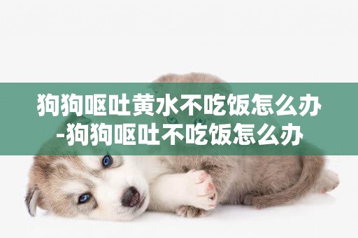 狗狗嘔吐黃水不吃飯怎么辦-狗狗嘔吐不吃飯怎么辦