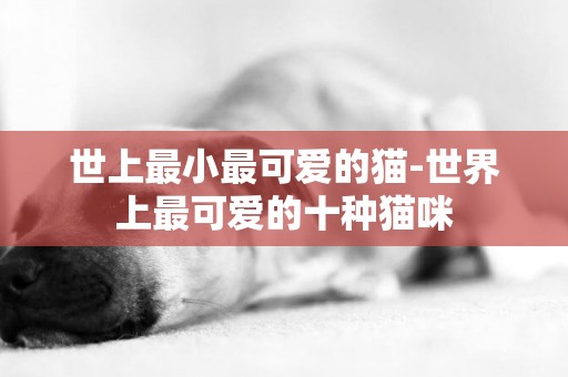 世上最小最可愛的貓-世界上最可愛的十種貓咪