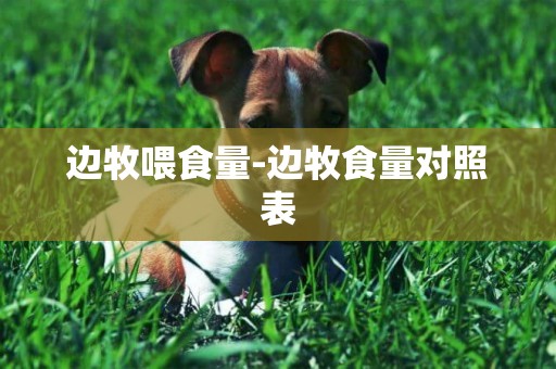 邊牧喂食量-邊牧食量對照表
