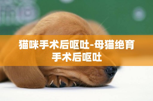 貓咪手術后嘔吐-母貓絕育手術后嘔吐