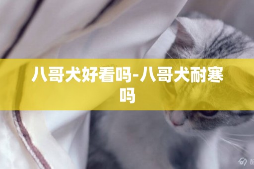 八哥犬好看嗎-八哥犬耐寒嗎