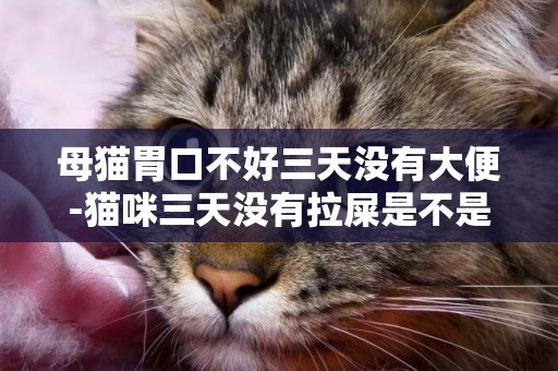 母貓胃口不好三天沒有大便-貓咪三天沒有拉屎是不是便秘